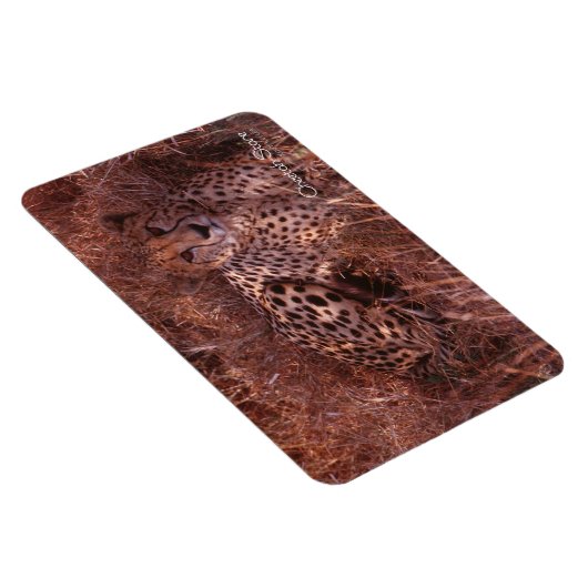 Cheetah Stare Magneet (Rechterzijde)