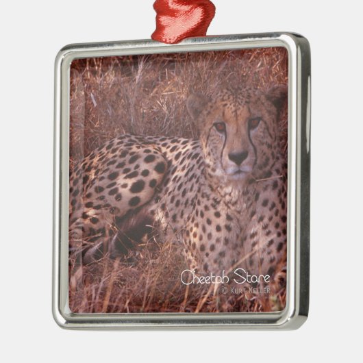 Cheetah Stare Metalen Ornament (Links)
