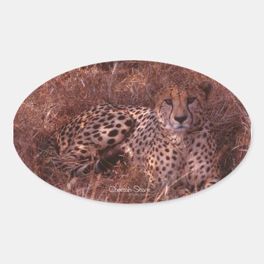 Cheetah Stare Oval Stickers (Voorkant)
