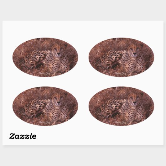 Cheetah Stare Oval Stickers (Vel)