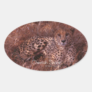 Cheetah Stare Ovale Sticker