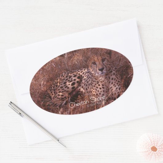 Cheetah Stare Ovale Sticker (Envelop)