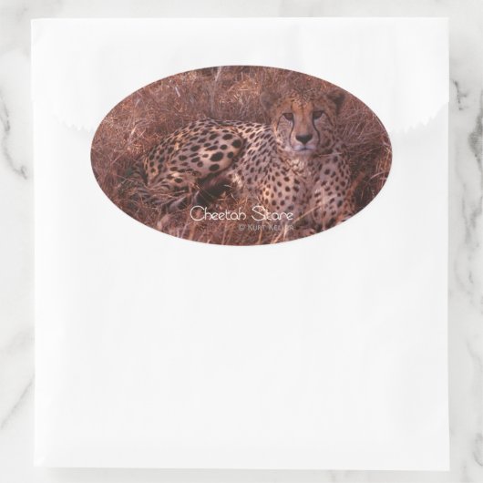 Cheetah Stare Ovale Sticker (Tas)