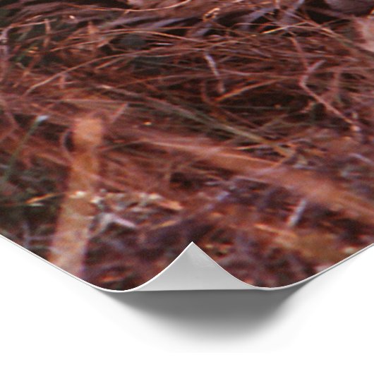 Cheetah Stare Poster (Hoek)