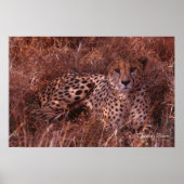 Cheetah Stare Poster (Voorkant)