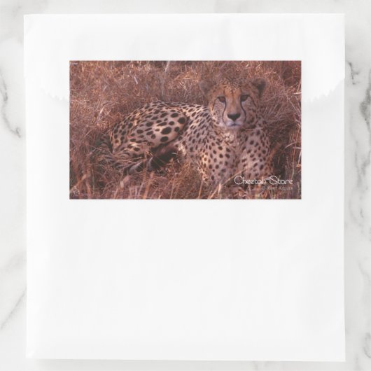 Cheetah Stare Rechthoekige Sticker (Tas)