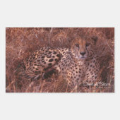 Cheetah Stare Rechthoekige Sticker (Voorkant)