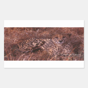 Cheetah Stare Rechthoekige Sticker