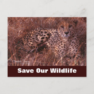 Cheetah Stare, Red ons Briefkaart