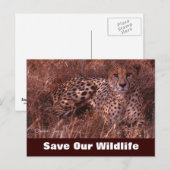 Cheetah Stare, Red ons Briefkaart (Voorkant / Achterkant)