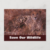 Cheetah Stare, Red ons Briefkaart (Voorkant)