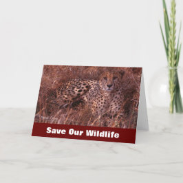 Cheetah Stare Red ons Wildlife Wenskaart Kaart