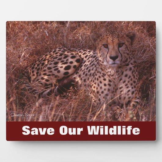 Cheetah Stare Save Our Willife Fotoplaat (Voorkant)