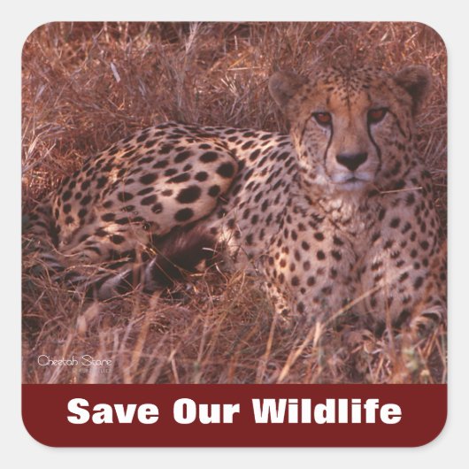 Cheetah Stare Save Our Willife Vierkante Sticker (Voorkant)