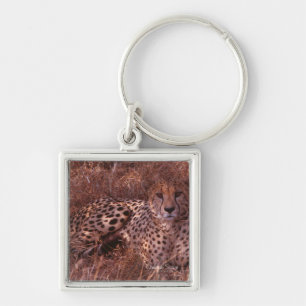 Cheetah Stare Sleutelhanger
