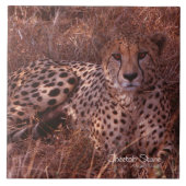 Cheetah Stare Tegeltje (Voorkant)