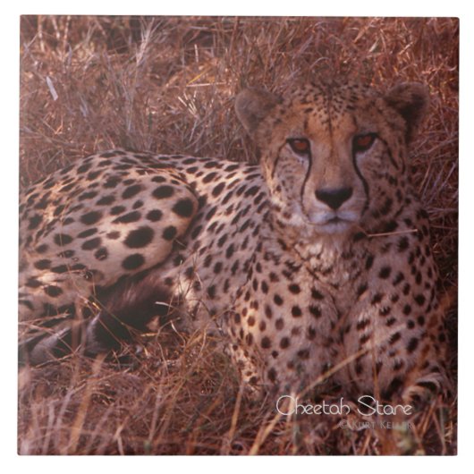 Cheetah Stare Tegeltje (Voorkant)