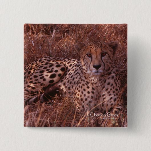 Cheetah Stare Vierkante Button 5,1 Cm (Voorkant)