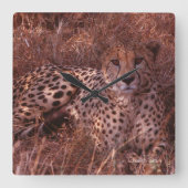 Cheetah Stare Vierkante Klok (Voorkant)