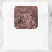 Cheetah Stare Vierkante Sticker (Tas)