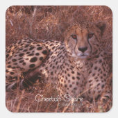 Cheetah Stare Vierkante Sticker (Voorkant)