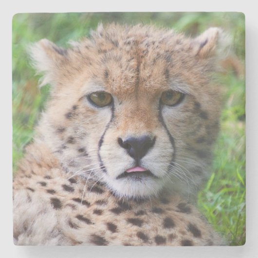 Cheetah Stenen Onderzetter (Voorkant)