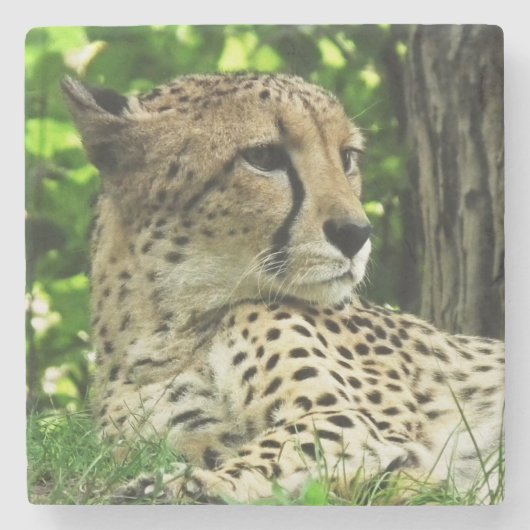 Cheetah Stenen Onderzetter (Voorkant)