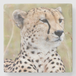 Cheetah Stenen Onderzetter