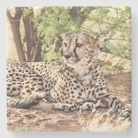 Cheetah Stenen Onderzetter (Voorkant)