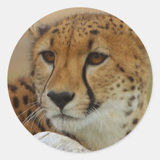 Cheetah Sticker (Voorkant)