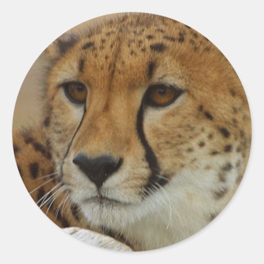 Cheetah Sticker (Voorkant)