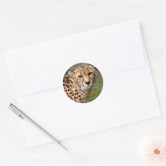 Cheetah Sticker (Envelop)