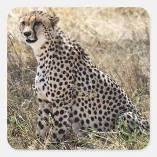 Cheetah Sticker 2