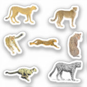 Cheetah Stickers (Voorkant)