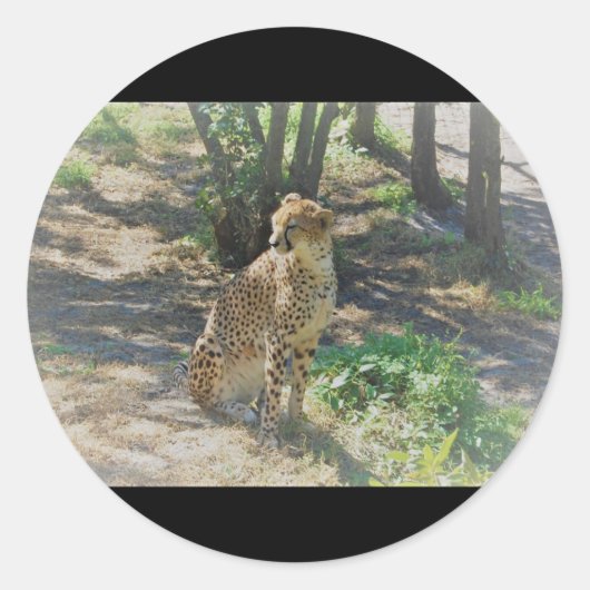 Cheetah stickers (Voorkant)