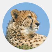 Cheetah Stickers (Voorkant)