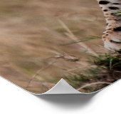 Cheetah Stretch Poster (Hoek)