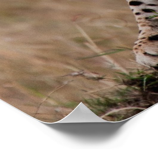 Cheetah Stretch Poster (Hoek)