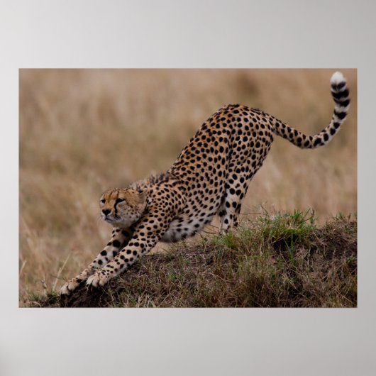 Cheetah Stretch Poster (Voorkant)