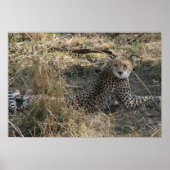 cheetah stretch poster (Voorkant)