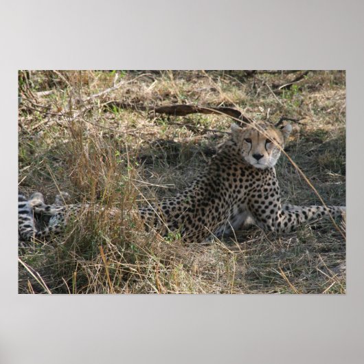 cheetah stretch poster (Voorkant)