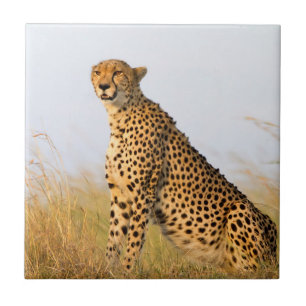 Cheetah Tegeltje