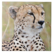 Cheetah Tegeltje (Voorkant)