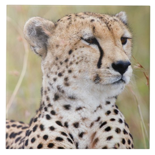 Cheetah Tegeltje (Voorkant)