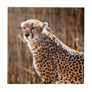 Cheetah Tegeltje