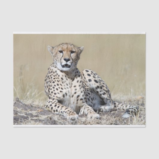 Cheetah Tissuepapier (Voorkant)
