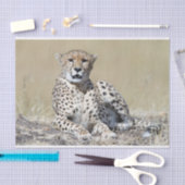 Cheetah Tissuepapier (Craft)