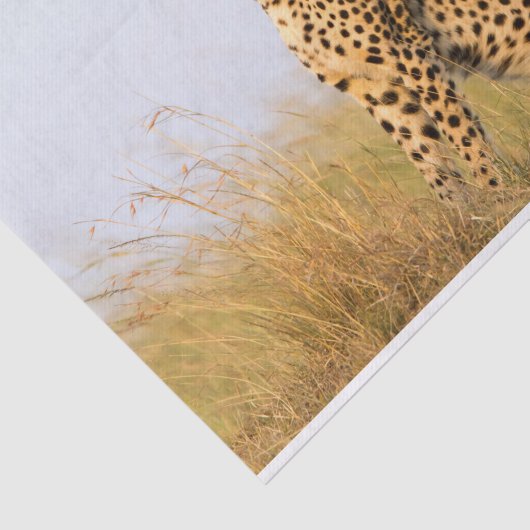 Cheetah Tissuepapier (Detail)