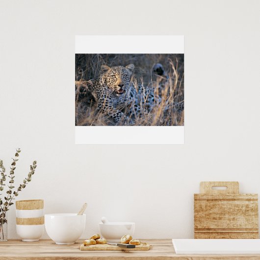 Cheetah verzachten poster (Keuken)