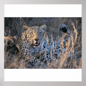 Cheetah verzachten poster (Voorkant)